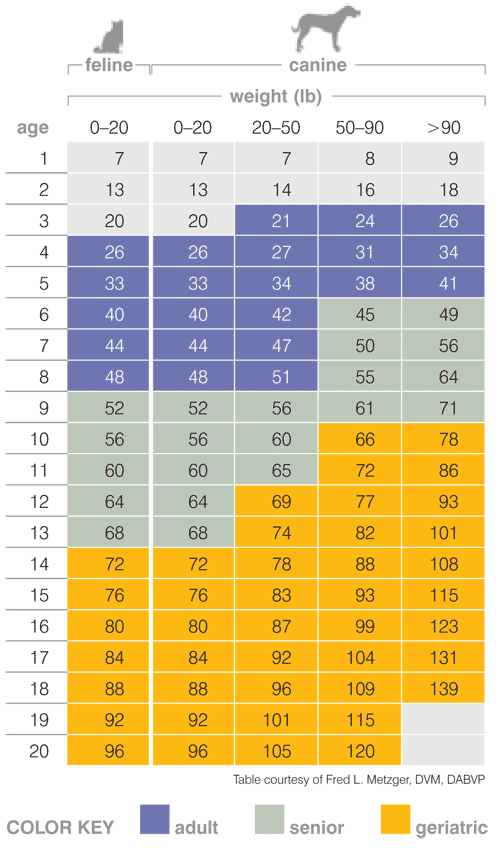 Senior Dog Age Chart